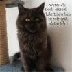 Zorro-Maine Coon Kater aus liebevoller seriöser priv. Hobbyzucht