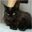 Blacky-Maine Coon Kater aus seriöser privater Hobbyzucht