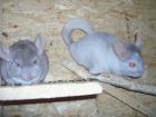 Junge Chinchillas