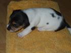 Jack Russel Terrier tricolor