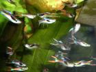 10 Endler Guppys,10 Mollys, 10 Plattys je 10€ in Ravensburg