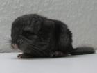 Chinchilla Baby in Ebony abzugeben.