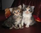 Süsse Maine-Coon und Maine-Coon-Persermixbabys