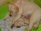 10 Labrador Welpen Blonde und Weisse