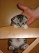 BKH Silvertabby/Scottish Fold Babys (ohne Papiere)