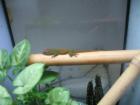 -0,0,8 Phelsuma mad. grandis (darunter 2 high reds)