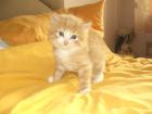 Main Coon Mix Kater , 8 Wochen alt, rot weiß getigert