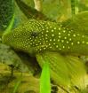 3 x L 200 Lemon Spotted Green Pleco