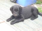 Flat Coated Retriever