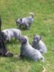 2 Australien Cattle Dog Welpen 10 wochen alt