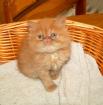 Perser und Exotic-Shorthair Babys