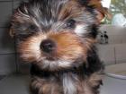 Yorkshire Terrier Mini