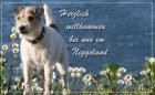 Parson Russell Terrier /Züchter: www.vomNiggeland.de in NRW/GT