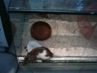 Terrarium 50x40x50 mit Ratte 35 Euro