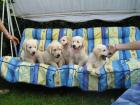 Golden Retriever Welpen ab Ende August abzugeben