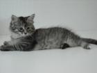 Maine Coon Babys (10 Wochen alt)