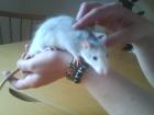 Huskey Ratten