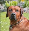 !!! Top Rhodesian Ridgeback Welpen !!!