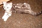 3 Bkh Black Silver Tabby Classic Kitten mit Stammbaum abzugeben