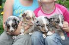 Australian Shepherd Welpen in tolen Farben