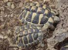 1.2 Griechische Landschildkröte Testudo hermanni boettgeri 