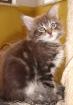 8 Maine Coon Kitten in tabby ,12 Wochen o.P.