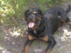 Rottweiler (m.P.) abzugeben!