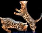 Brockenmoor Bengals