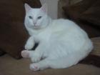  Albino Katze (taub ,2 jahre alt ) sucht ein neues zuhause.