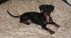 Dt. Pinscher Welpen mit Papiere