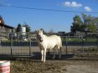 Schicke, weiße Ponystute, 1,25m, mit Papieren zu verkaufen