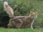 Somali-DECKKATER in der Farbe fawn