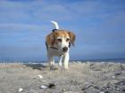 Lust auf Meer? Ferien mit Kind, Hund und Ostseeblick