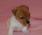 Jack Russell Terrier Welpen