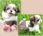 *Shih Tzu*