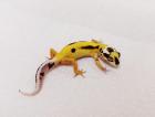 Leopardgecko NZ 2024 Lemon Frost