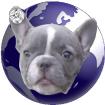 Französische Bulldogge in Blau- Blue