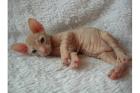 DON SPHYNX KITTEN