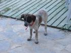 WENDY - Türkisches Münsterländer-Mix-Mädchen sucht ein Zuhause