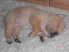 Shar-Pei 8Wochen alte Welpe