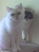 2 Exotic Shorthair (nur als Paar) abzugeben!