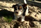 Biewer Yorkshire Terrier Welpen zu verkaufen !