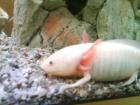 Hallo ich habe noch axolotl zu vergeben