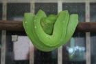 Morelia viridis