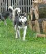 Huskys vom Klostertal planen einen Wurf   Showlinie 