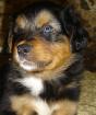 6 wochen alte Australian Shepherd Welpen