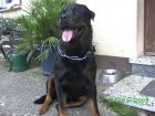 Deckrüde Rottweiler Quai von der Waldeslust