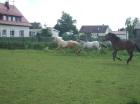 Haflinger-Pura Razza Espanolahengst 2J. einfach ein Traum--