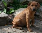 Süsse Rhodesian Ridgeback Babys ab sofort in liebes Zuhause abzugeben