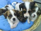 Jackrussel Mix Welpen